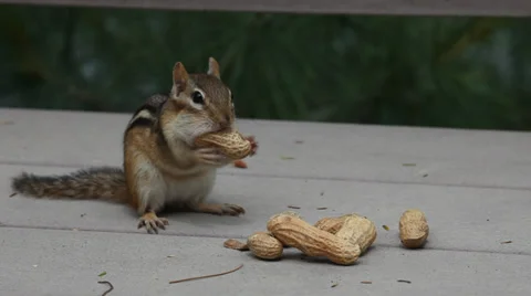 CHIPMUNK FRANK Stock-Footage 39776349