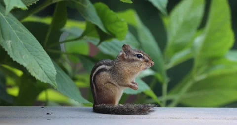 Chipmunk in the garden Video stock 156986979