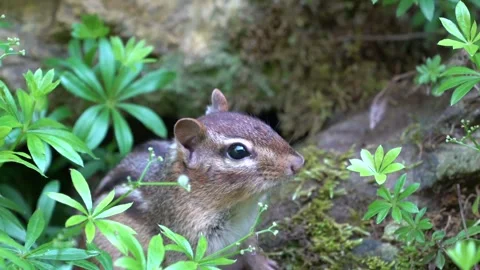 Chipmunk in Garden Stock Footage 276674986
