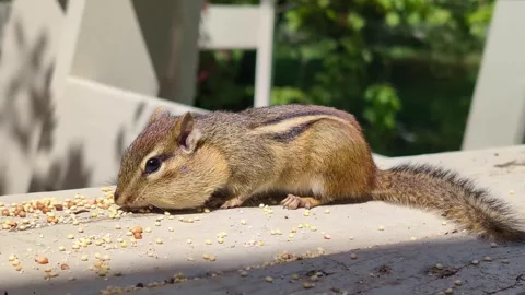 Chipmunk Gathering Food Video stock 279583305