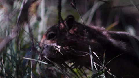 Chipmunk gathering grass in forest (Slow Motion) Stock Footage 88296811