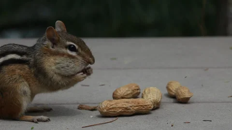 CHIPMUNK GORDON Stock Footage 39776062