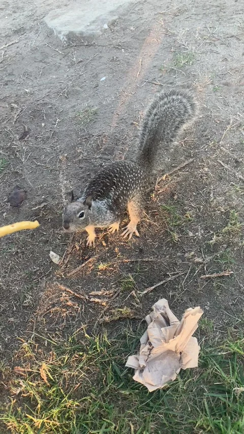 Chipmunk grabbing food from hand Vidéo 141483997