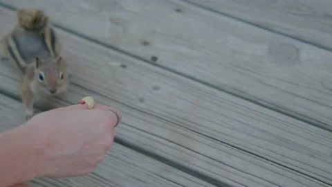 Chipmunk grabbing Peanut out of hand Slow Mo Stock Footage 207829122