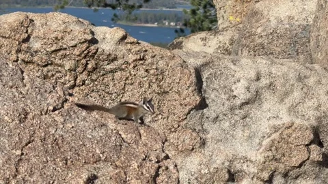 Chipmunk on Granite Rocks with Lake in Background Stock Footage 343009009