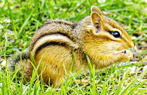 Chipmunk in grass with close up of head Stock Photos