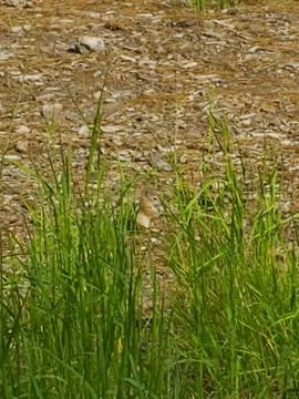 Chipmunk in grass field Stock Photos