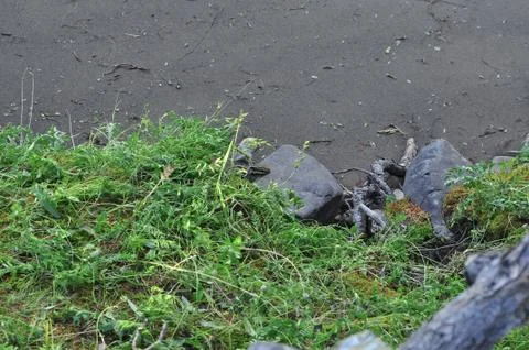 The Chipmunk in the grass. Stock-Fotos