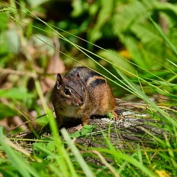 Chipmunk in grass Stock Photos