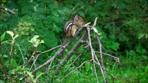 Chipmunk Grooming Stock Footage 314282474