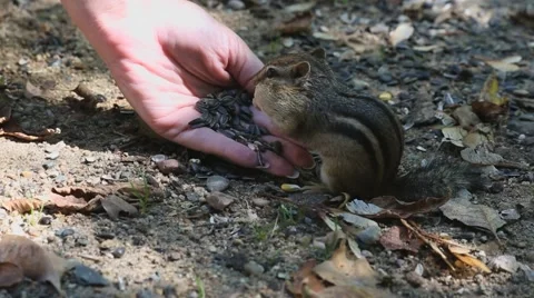 Chipmunk Hand Feeding Stock Footage 48334405