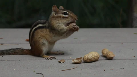 CHIPMUNK HANK Stock-Footage 39775424