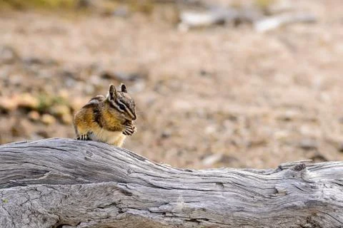 Chipmunk have a Lunch Stock Photos