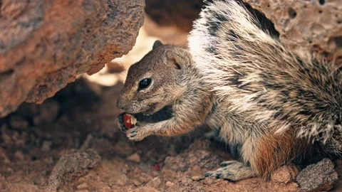 The chipmunk hid under a rock and eats a nut. Stock Footage 238948116