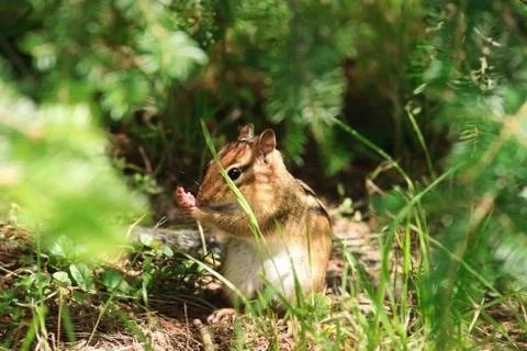 Chipmunk hides in undergrowth Stock Photos