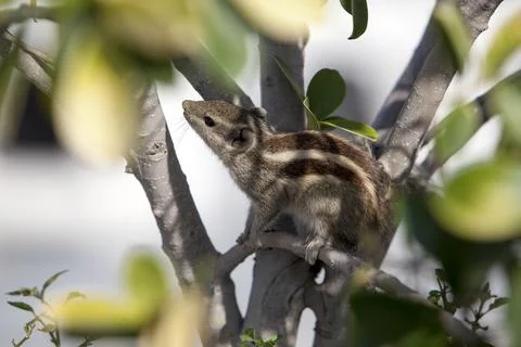 Chipmunk hiding in the foliage Photos