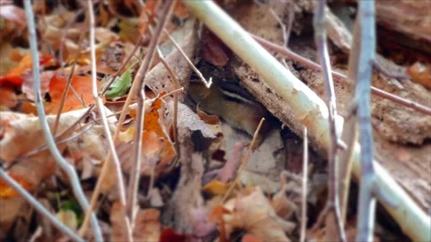Chipmunk Hiding in Leaves Stock Footage 256909270