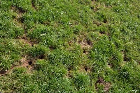 Chipmunk holes Stock Photos