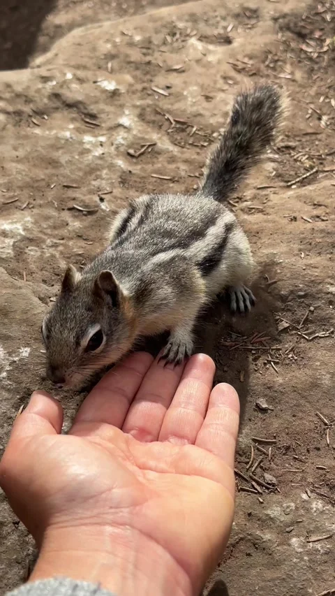 Chipmunk interacting and feeding from human hand outdoors Stock Footage 333222769
