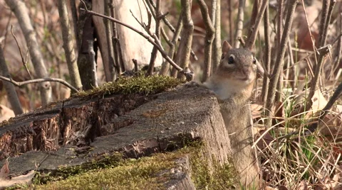 Chipmunk by its Nest Stock Footage 49611221