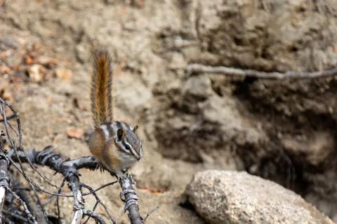 Chipmunk with it's tail up to alert to danger Stock Photos