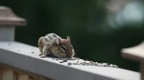 CHIPMUNK JERRY EATS PEANUTS Stock Footage 41043702