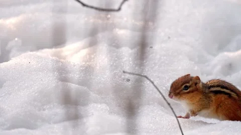 Chipmunk jumping away in the snow. Stock Footage 330603952