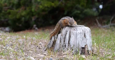 Chipmunk jumping running Slow Motion Stock Footage 195125494