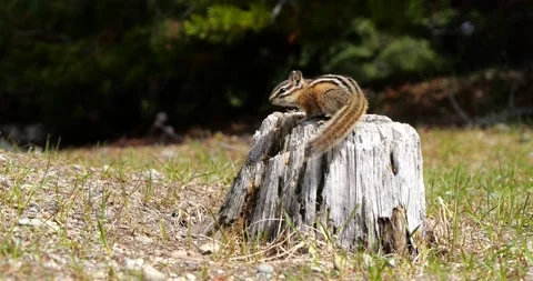 Chipmunk jumping running Slow Motion Stock Footage 195129765