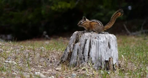 Chipmunk jumping running Slow Motion Stock Footage 195129805