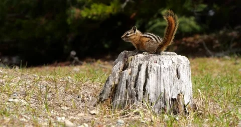 Chipmunk jumping running Slow Motion Stock Footage 195129820