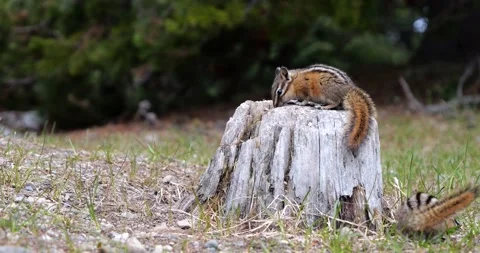 Chipmunk jumping running Slow Motion Stock Footage 195129867