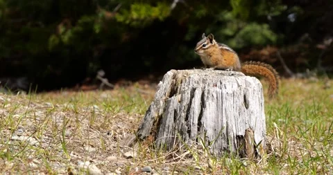 Chipmunk jumping running Slow Motion Stock Footage 195129885