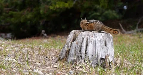 Chipmunk jumping running Slow Motion Stock Footage 195129889