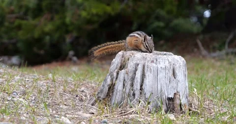 Chipmunk jumping running Slow Motion Stock Footage 195129915