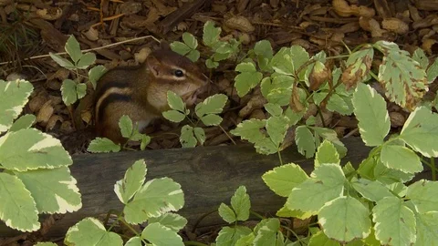 Chipmunk leap for peanut Video stock 81605966