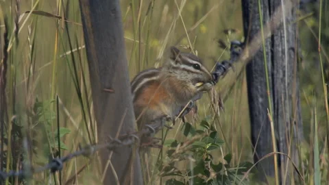 Chipmunk, Least balanced on barbed wire fence with seeds, slomo 4k Stock Footage 280446343