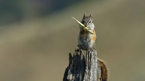 Chipmunk, Least, facing camera, eating Salsify seed, slomo 4k Stock Footage 280446359