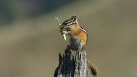 Chipmunk, Least, on fence post chewing Salsify seed pod, slomo, 4k Stock Footage 280446363