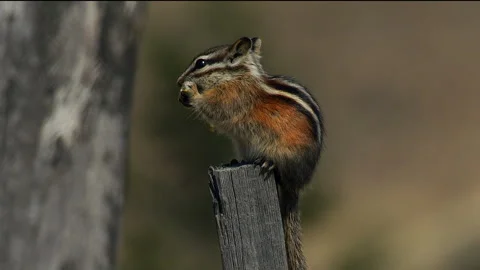 Chipmunk, Least, profile while chewing on Bluebunch wheatgrass, slomo 4k Video stock 280441315