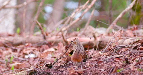 Chipmunk in Leaves 库存影片 154078294