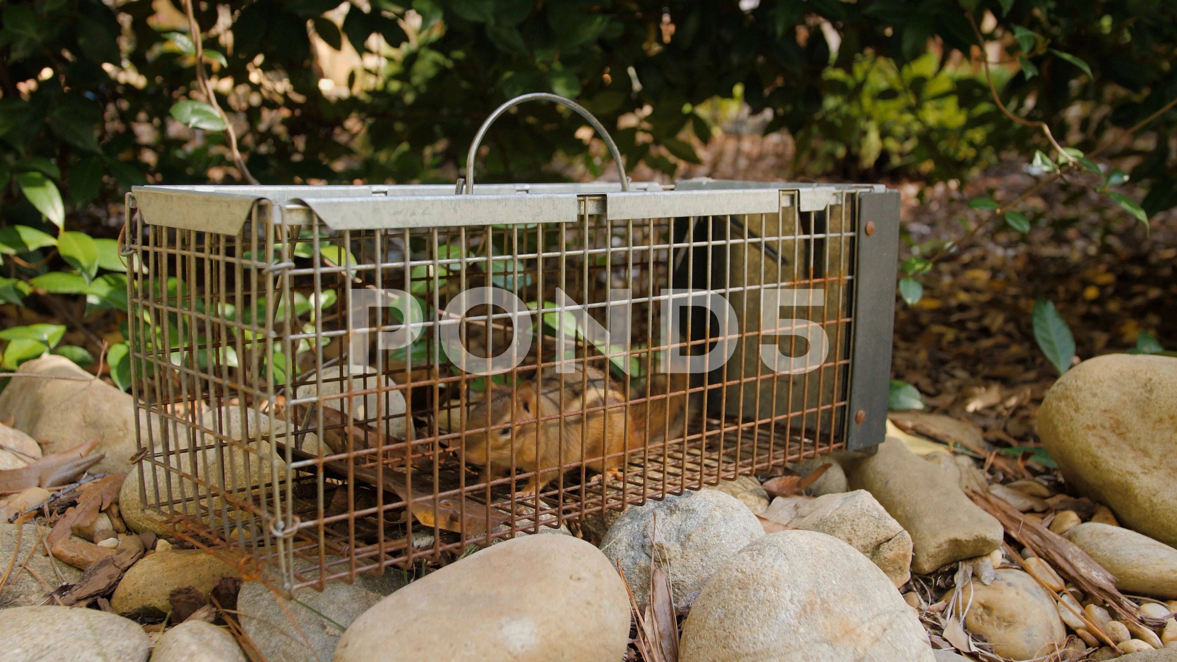 Chipmunk in live humane trap. Pest and rodent removal cage. Catch and  release wildlife animal control service. Stock Photo