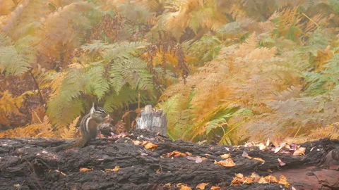 Chipmunk on a log in the autumn forest, 4K Stock Footage 105062301