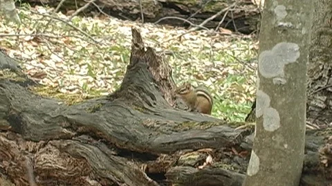 Chipmunk on Log Stock Footage 98272377