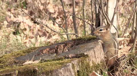 Chipmunk on a Log Making Sounds Video stock 49613122