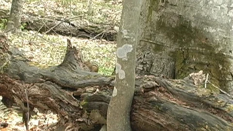 Chipmunk on Log in Michigan Stock Footage 105128376