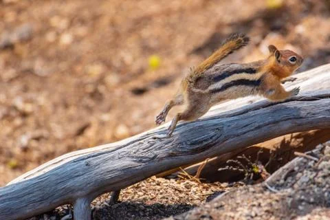 Chipmunk On Log Stock Photos