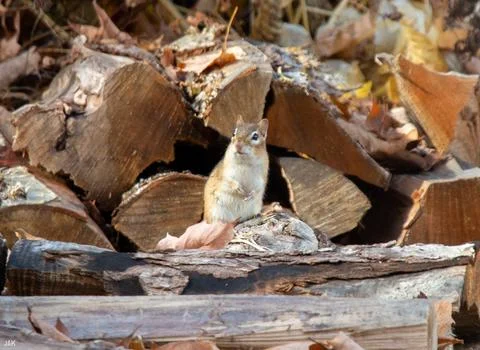 Chipmunk On Log Pile With Logs In Background Looking Scene Left  Stock Photos