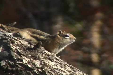 Chipmunk on log - scampers away Stock Footage 264318