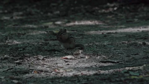 Chipmunk Looking For Food 動画素材 202680966
